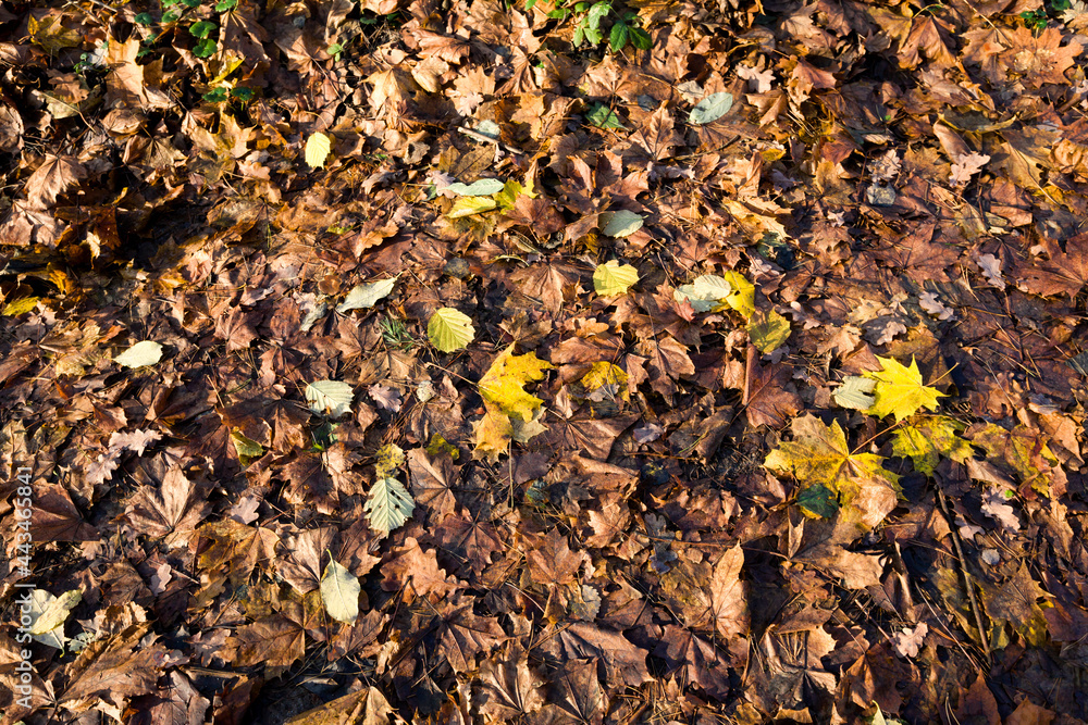 old autumn foliage