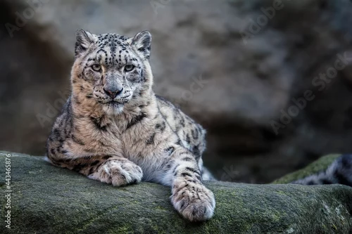 Fototapeta samoprzylepna portrait of a snow leopard