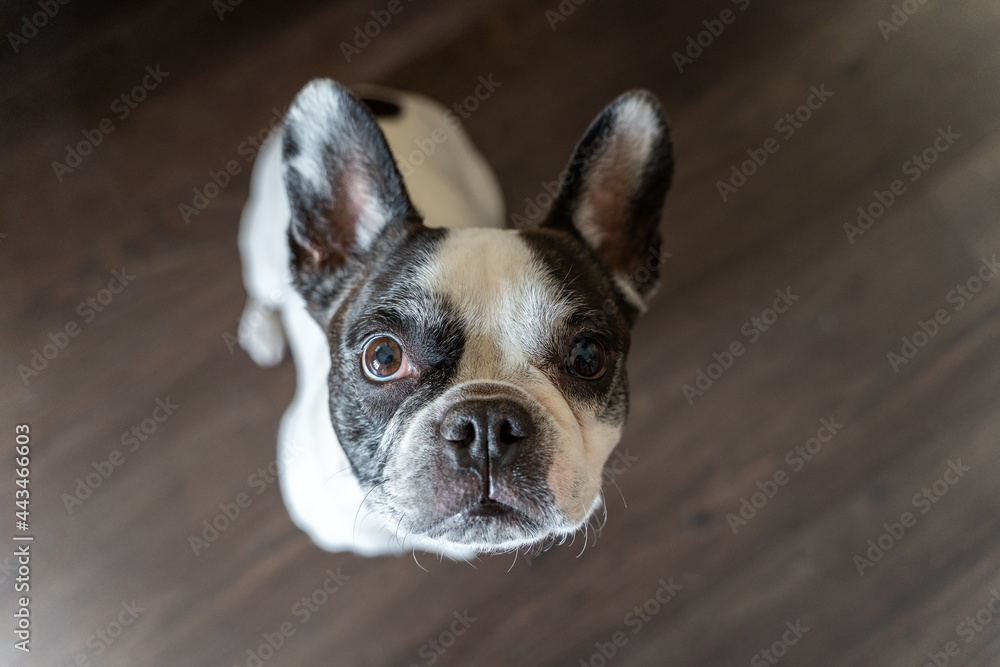 Portrait of french bulldog at home. Horizontal top view of happy puppy isolated on brown background.