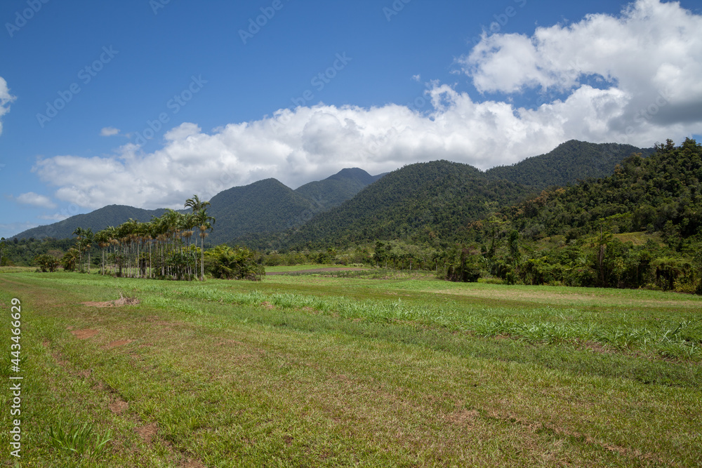 A beautiful panorama of rows of trees going into the horizon. Mountains in the distance. Blue sky. The harvest has already been harvested.Australia. The tropical part. Green fields with harvest. 