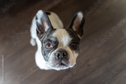 Fototapeta Naklejka Na Ścianę i Meble -  Portrait of french bulldog at home. Horizontal top view of happy puppy isolated on brown background.