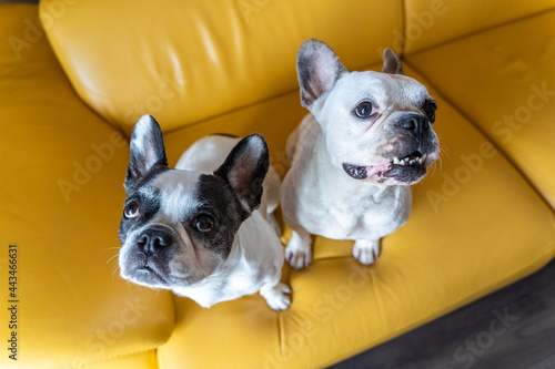 Couple of french bulldogs at home. Horizontal view of happy puppies isolated on yellow background. © beavera