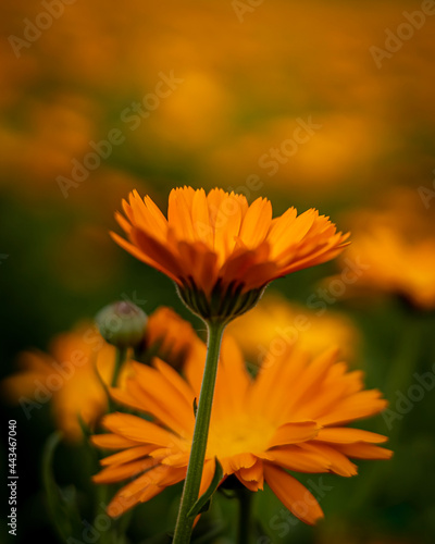Canvas Print Close-up of a orange calendula flowers (Calendula officinalis), used for production of medicines and pharmaceutics