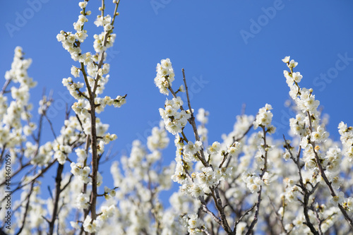 白い梅の花　千葉県習志野市　日本 © 政昭 大橋
