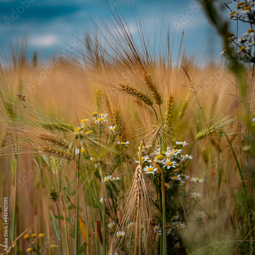 A closeup of barley ears and camomile flowers growing on the field. Sunny day, blue sky.  photo