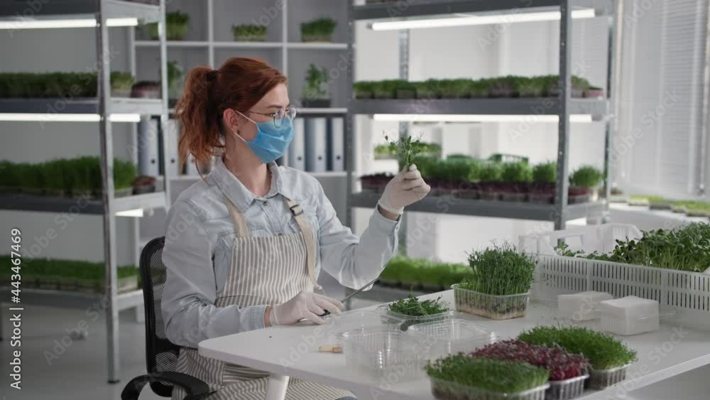 healthy food, young female farmer in medical mask cuts off young micro green sprouts and puts them in packaging for sale and delivery while sitting in greenhouse healthy food, young female farmer in medical mask cuts off young micro green sprouts and puts them in packaging for sale and delivery while sitting in greenhouse