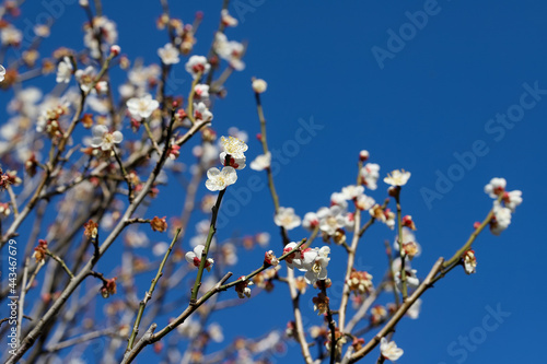 白い梅の花 千葉県習志野市 日本