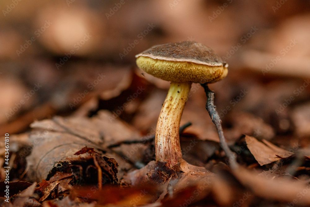 beautiful mushrooms under yellow, orange forest leaves beautiful mushrooms under yellow, orange forest leaves