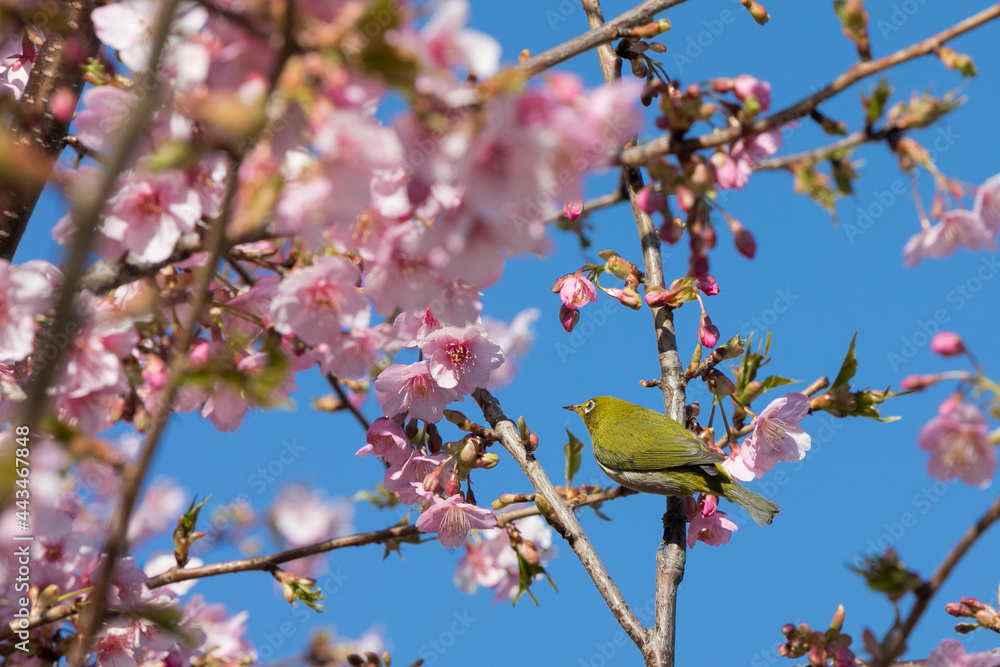 河津桜とメジロ 千葉県習志野市 日本 河津桜とメジロ 千葉県習志野市 日本