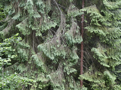 green moss on a tree