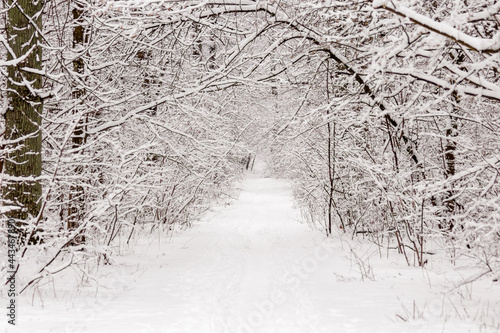 Beautiful winter forest with a beaten path