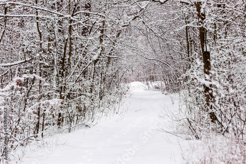 Beautiful winter forest with a beaten path