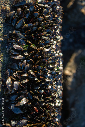 Muscheln an Steinen am Strand