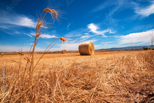 Italia, paesaggio rurale con grano e balle di fieno  photo