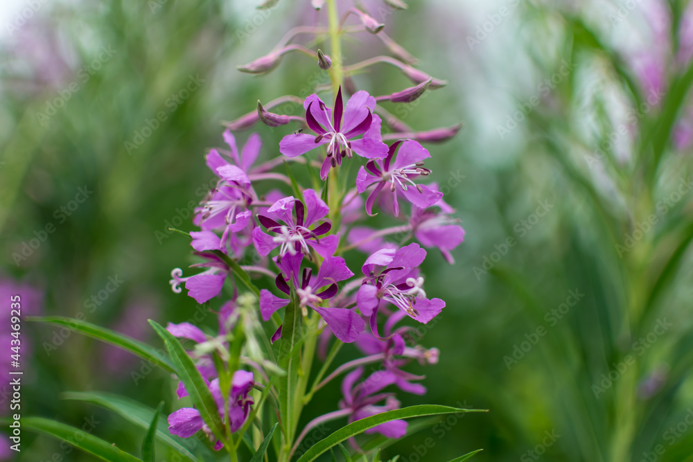 beautiful fireweed flowers and green leaves beautiful fireweed flowers and green leaves