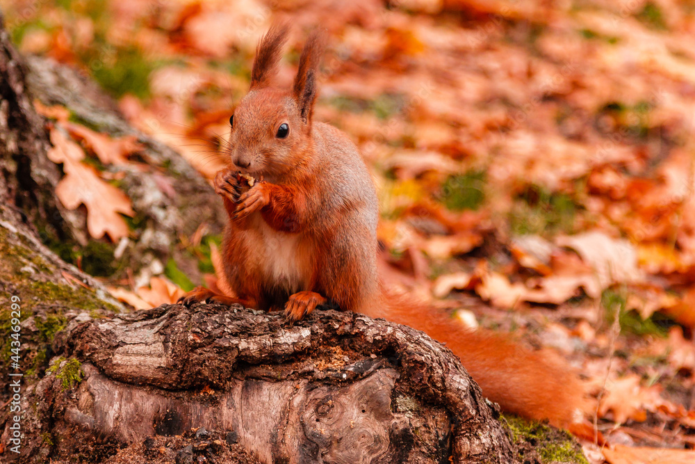 A beautiful redhead squirrel gnawing a nut near A beautiful redhead squirrel gnawing a nut near