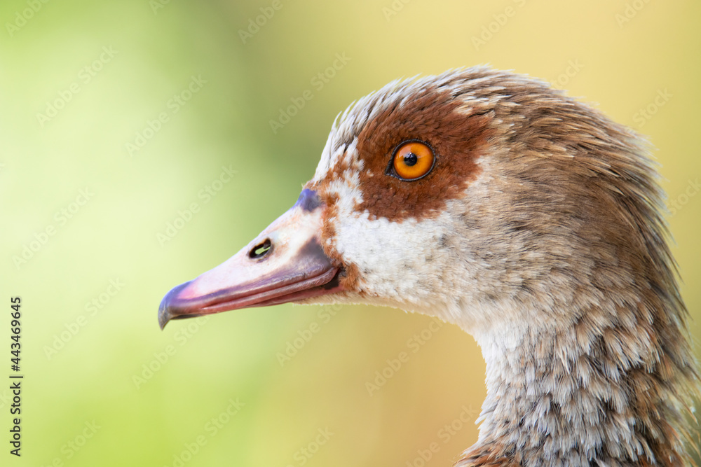 Nilgans (Alopochen aegyptiaca) / Gans Nilgans (Alopochen aegyptiaca) / Gans
