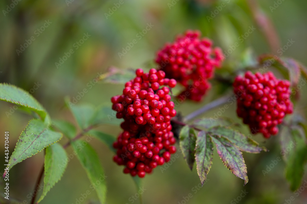 Elderberry, or Elderberry, is a deciduous woody plant with red fruits Elderberry, or Elderberry, is a deciduous woody plant with red fruits