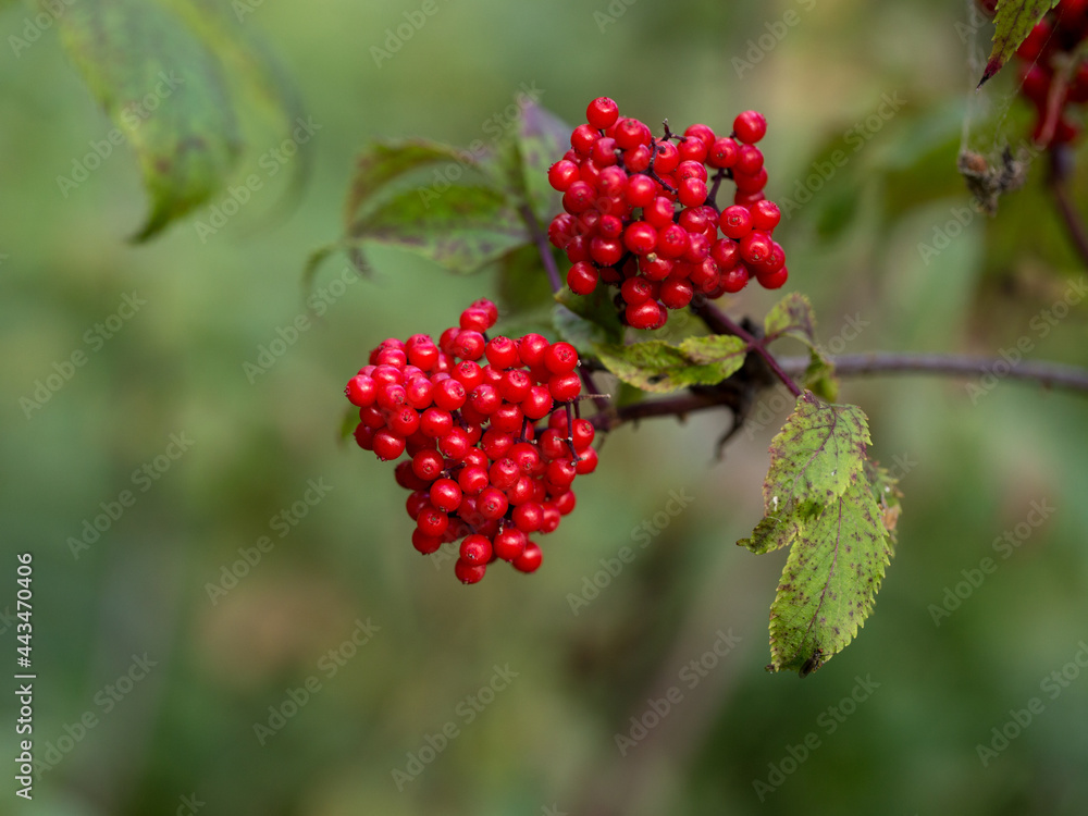 Elderberry, or Elderberry, is a deciduous woody plant with red fruits Elderberry, or Elderberry, is a deciduous woody plant with red fruits