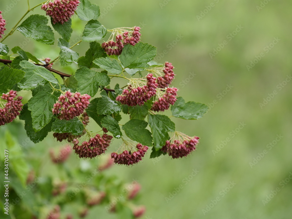 raspberry on a bush raspberry on a bush