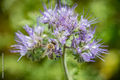 Closeup macro of a bee collecting honey from lacy phacelia  blue tansy or purple tansy  Phacelia tanacetifolia  flower on a beautiful summer field