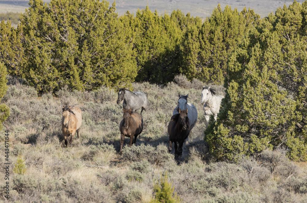 Obraz premium Herd of Wild Horses in the Utah Desert