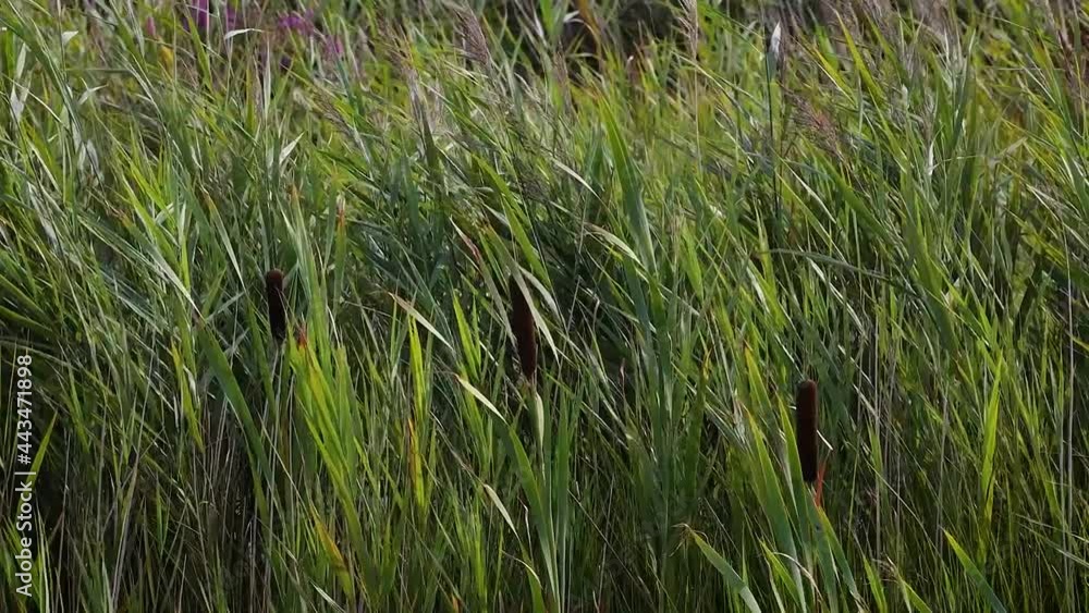 Bulrush Grasses Blowing in the Wind, County Wicklow Bulrush Grasses Blowing in the Wind, County Wicklow