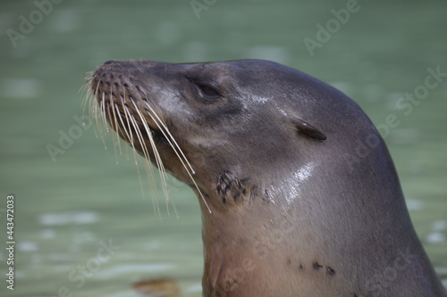 Closeup side on portrait of Galapagos Fur Seal (Arctocephalus galapagoensis) with head sticking out of water Galapagos Islands, Ecuador