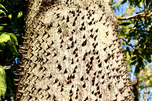 Paineira tree trunk (Ceiba Speciosa)