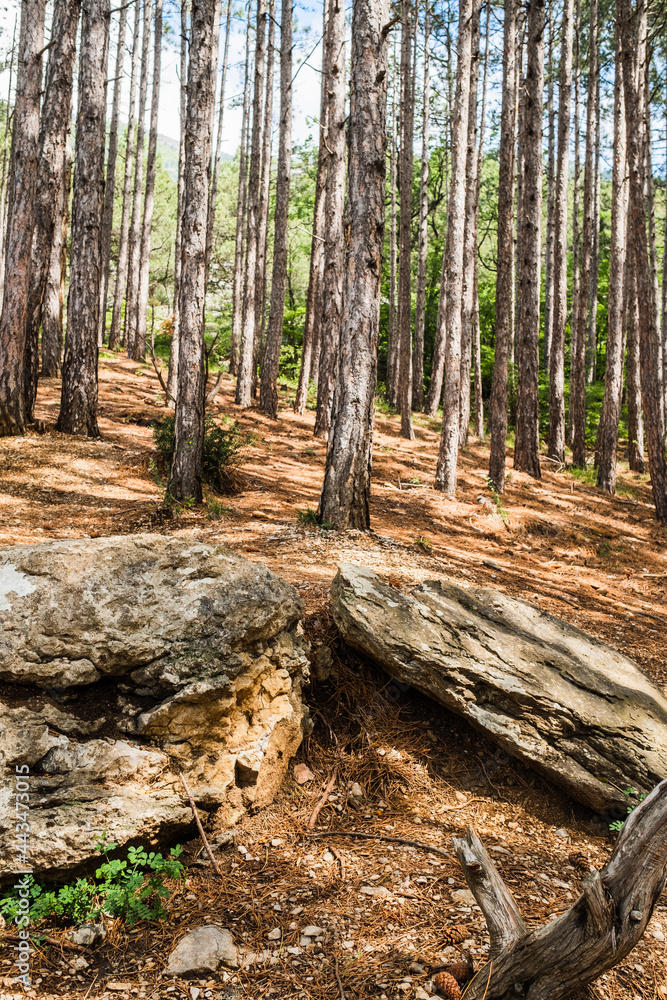 Fototapeta premium White birch tree grove in the rocky mouintinas.