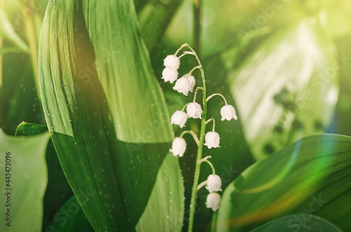 lily of the valley with white bells during rain and sun