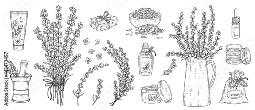 Lavender set - branches, flowers, seeds, herb tea and cosmetic elements.