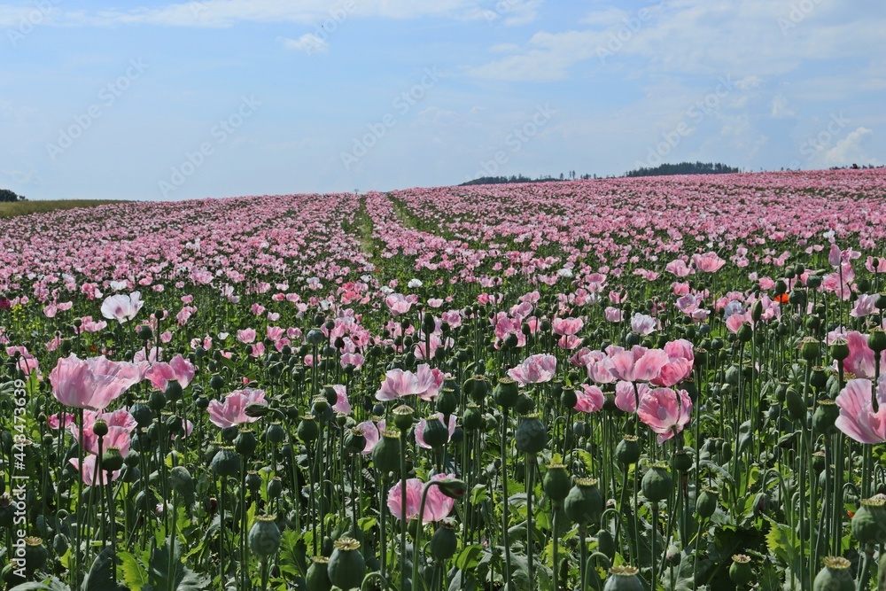 Schlafmohnblüte (Papaver somniferum) in Germerode. Schlafmohnblüte (Papaver somniferum) in Germerode.