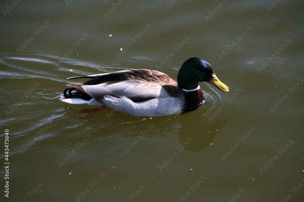 Fototapeta premium A Mallard Duck on the water
