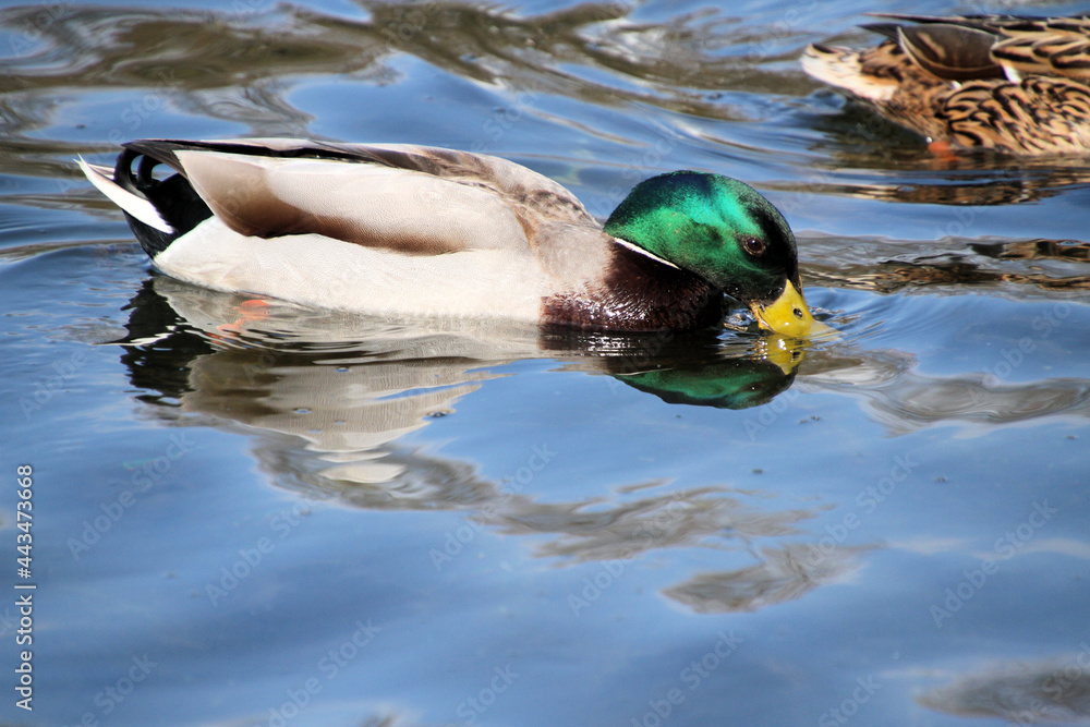 Fototapeta premium A Mallard Duck on the water