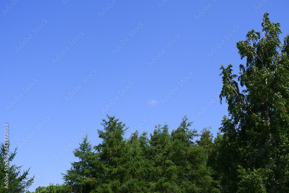 Trees in the park. Blue sky.