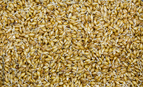 barley malt for beer and whiskey photo