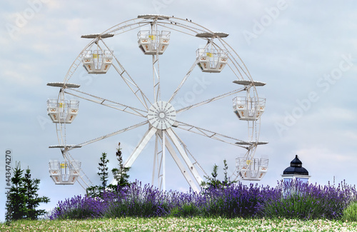 Ferris wheel and lavender bushes in the park. photo