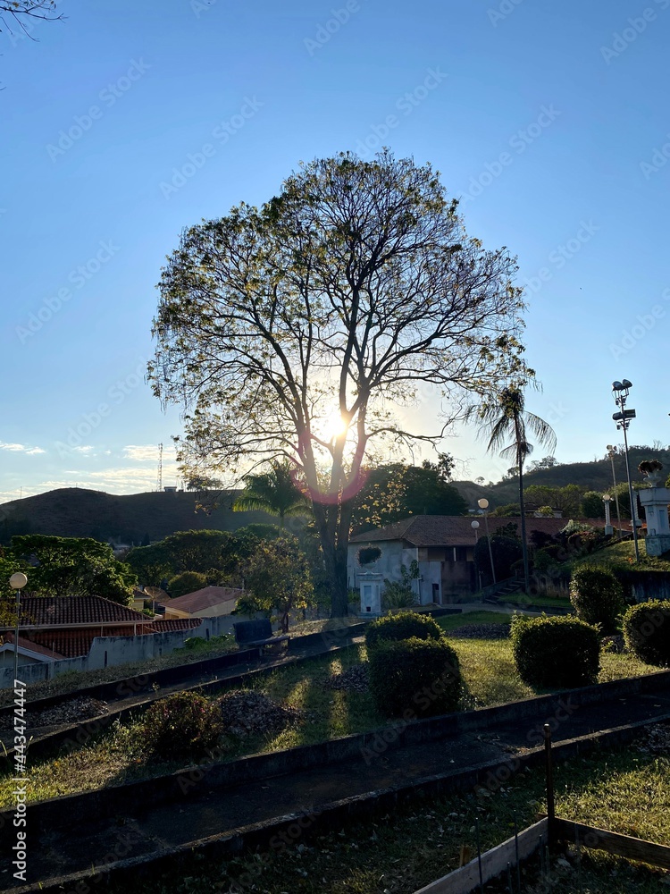 Obraz premium tree evenining