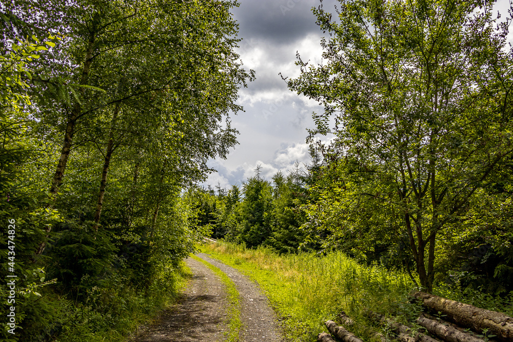 Obraz premium Gewitterwolken über Waldweg