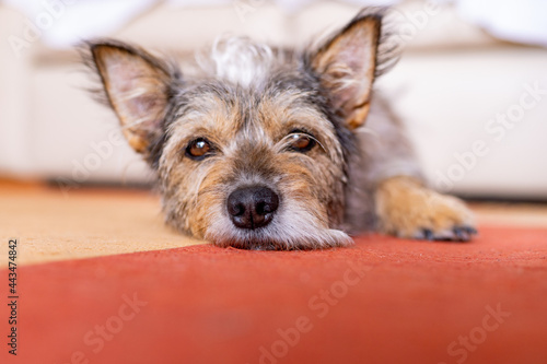 Cão castanho de estatura pequena a descansar photo