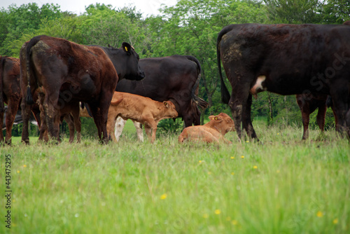 cows in the field