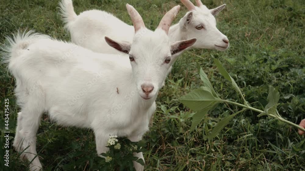 Close up of little goats grazing in green meadow. Close up of little goats grazing in green meadow.