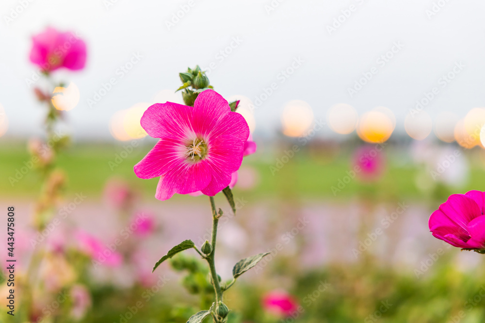 Beautiful colorful meadow of wild flowers. flower background from Sharjah UAE.