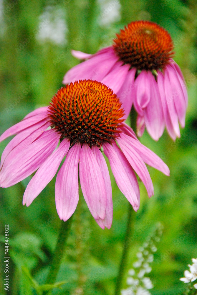Purple Echinacea flowers on a sunny day. Purple Echinacea flowers on a sunny day.