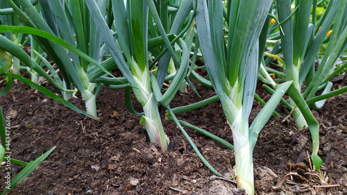 Green onions on the ridge in the garden. Onions grow in rows in the ground. Green onion feathers.