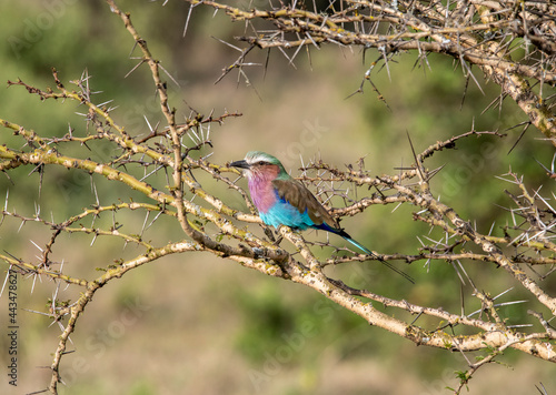 beautiful and unusual birds of Africa in natural conditions