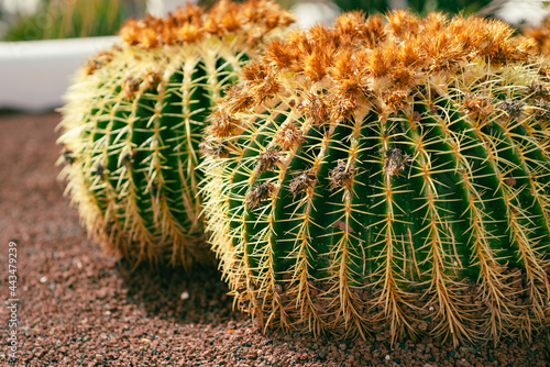 Dwa kaktusy na Lanzarote  w Hiszpanii photo