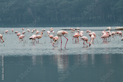 pink flamingos and pink pelicans on a blue lake against the sky in the national park