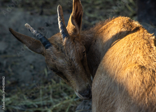 Fototapeta Naklejka Na Ścianę i Meble -  Koziołek